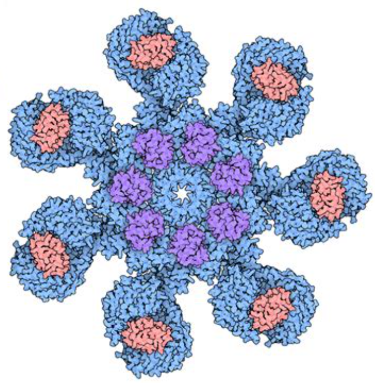Apoptosome structure