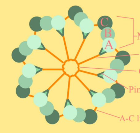 Centriole structure
